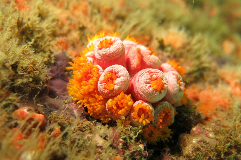 Espécie de coral nativa do Indo-Pacífico ameaça biodiversidade do litoral brasileiro.