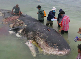 Plásticos detonam os oceanos