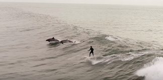 Encontro com golfinhos