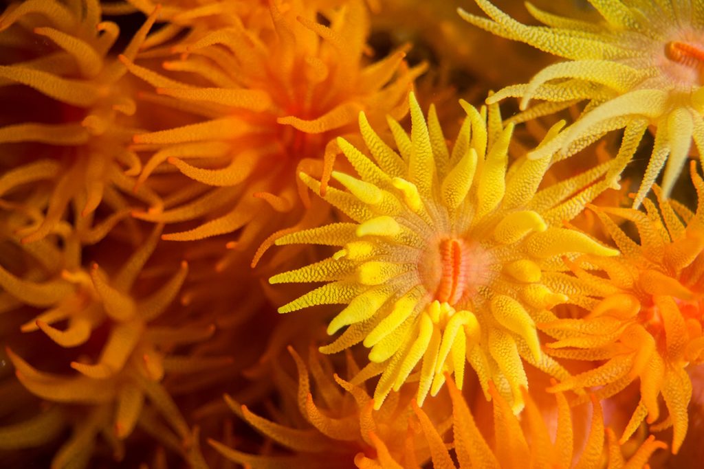 Coral-sol é um potente bioinvasor nocivo à flora e à fauna marinha brasileira.