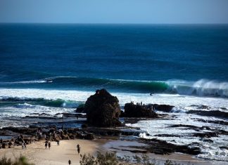 Currumbin casca-grossa