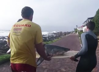 Surfistas salvam tubarão