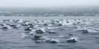 Golfinhos dão show