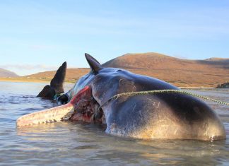 Baleia encontrada morta