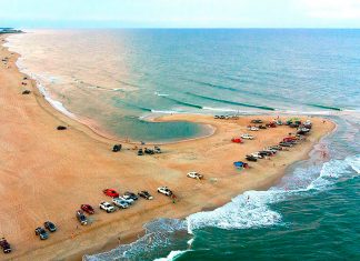 Cape Hatteras animal