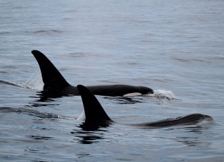 Argonauta monitora orcas