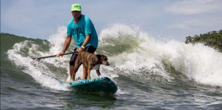 Surfe canino é a pedida