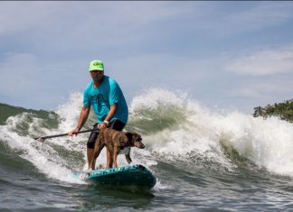 Surfe canino é a pedida