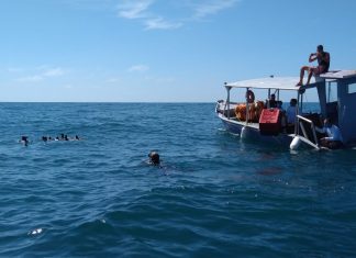 Pinguins reabilitados