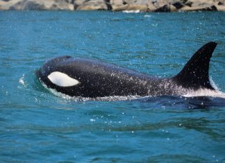 Orcas avistadas na costa