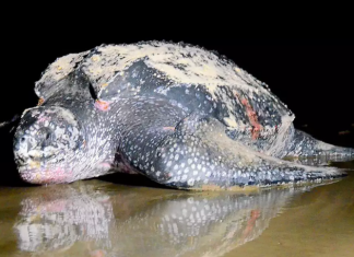 Tartaruga gigante desova em SP