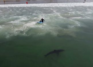 Tubarão e surfista lado a lado