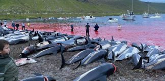 Matança de golfinhos em série