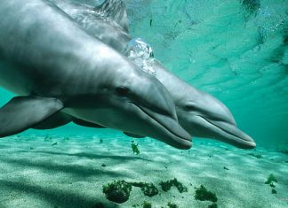 Golfinhos alegram o Rio
