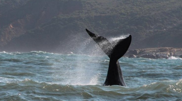 Baleias-francas são avistadas nas praias de Garopaba e de Laguna no feriado de Finados.