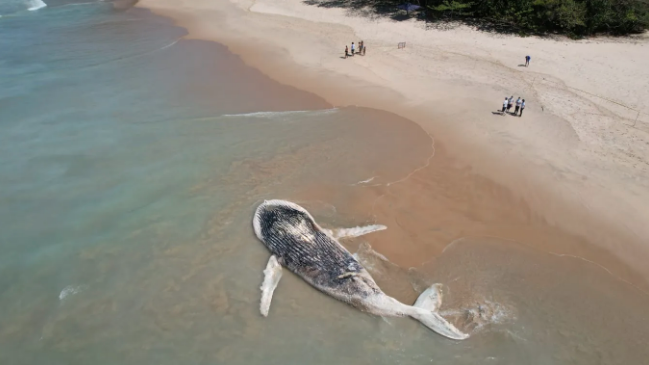 Animal foi localizado no sábado na Praia do Félix, Ubatuba.