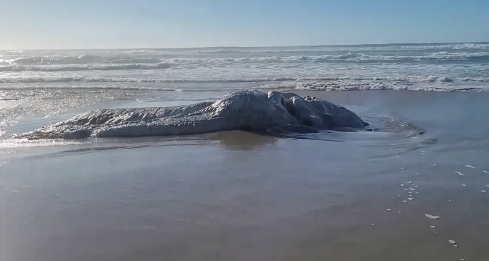 Criatura pode ser carcaça de baleia.