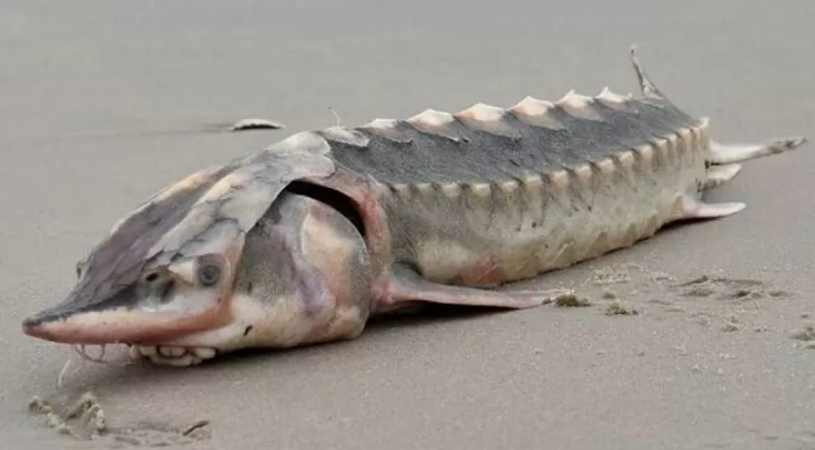 O esturjão do Atlântico foi achado na praia de uma ilha da Virgínia, nos EUA.