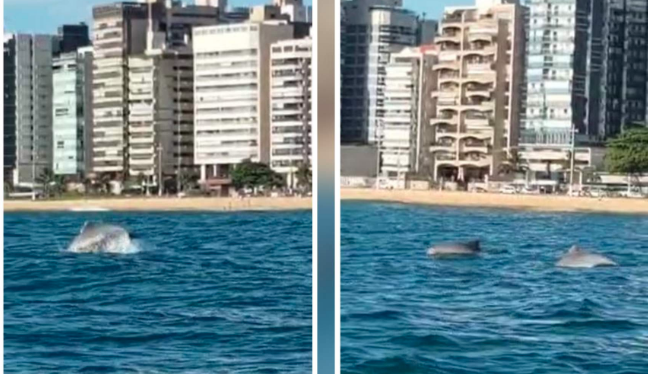 Fotos de Diego Schuttz mostram gorlfinhos bem próximos à faixa de areia.