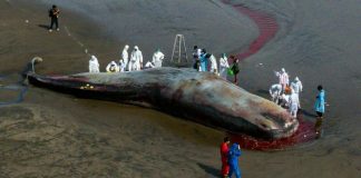 Terceira baleia encalhada
