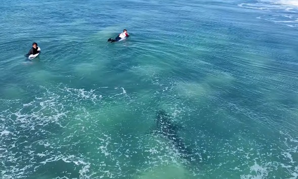 Surfistas próximos a tubarão em Jeffreys Bay, África do Sul.