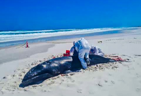 Baleia jubarte encalha na Região dos Lagos (RJ).