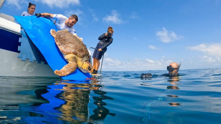 Tartaruga-cabeçuda, Instituto Gremar, Ilha Montão de Trigo, São Sebastião (SP). Foto: Divulgação.