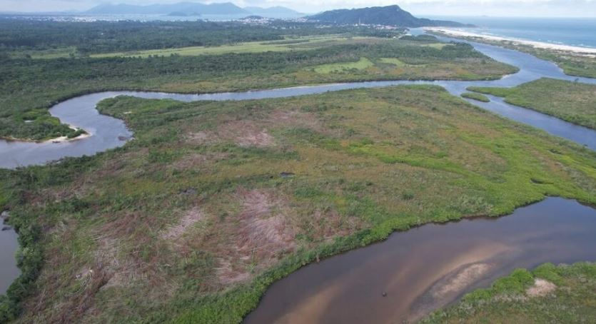 Projeto ambiental pretende recuperar áreas de mangue em Florianópolis (SC).