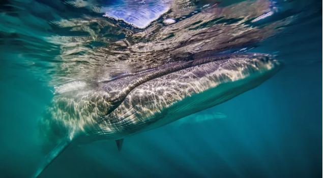 Baleia-de-sei fotografada depois que cientistas identificaram a espécie ameaçada na costa da Patagônia argentina pela primeira vez desde 1929.