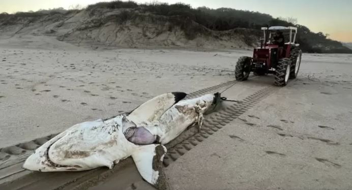 Tubarão-branco morto por orca na praia de Cabo Oriental, África do Sul.