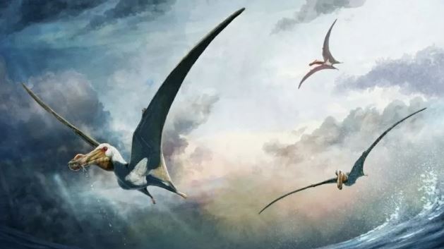 Fósseis de Pterossauro são encontrados na Austrália.
