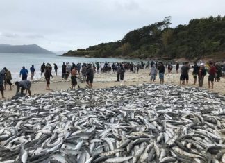 Governo suspende pesca artesanal