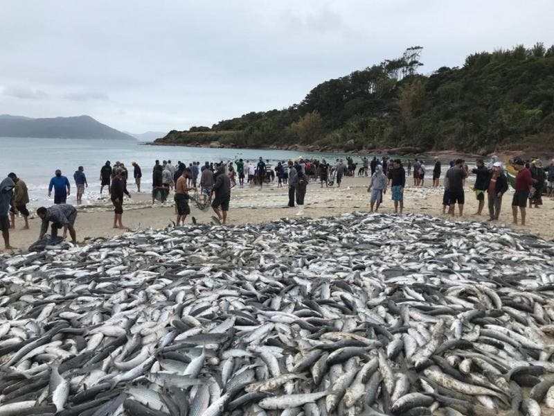 Governo Federal decide encerrar pesca da tainha em Santa Catarina.