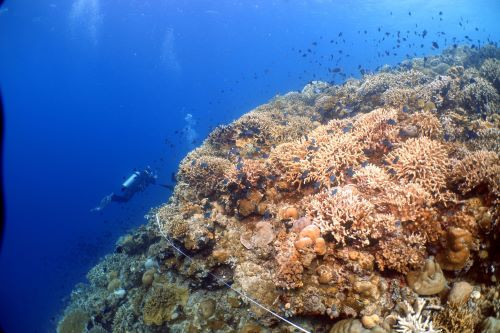 Pesquisador coleta dados de um recife nas águas da Ilha Telaga, Sulawesi.