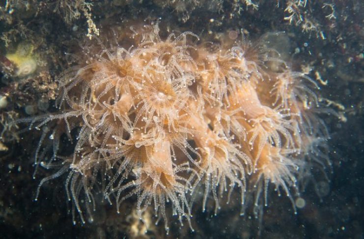 Coral Astrangia poculata