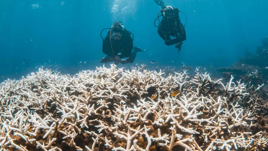Mergulhadores inspecionam branqueamento do recife Ningaloo, Austrália.