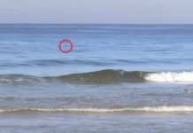 Tubarão visto na Barra