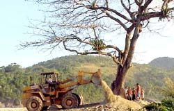 Zecão salva árvore em Ubatuba