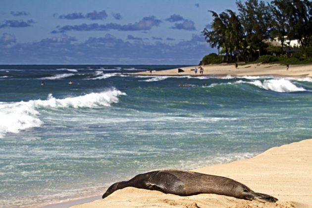 Sunset Beach, Hawaii. Foto: Ígor Maciel.