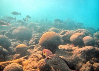 Tempo de silêncio nos oceanos