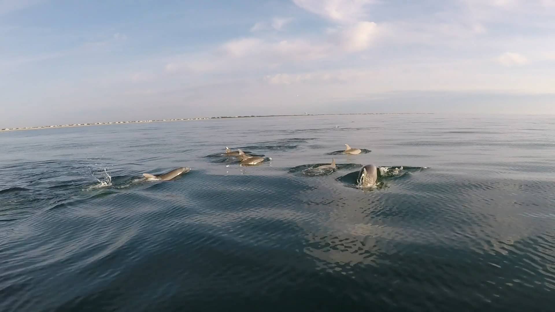 Incrível! Homem registra encontro com população golfinhos durante remada