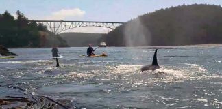 Remadores ficam frente a frente com família de orcas